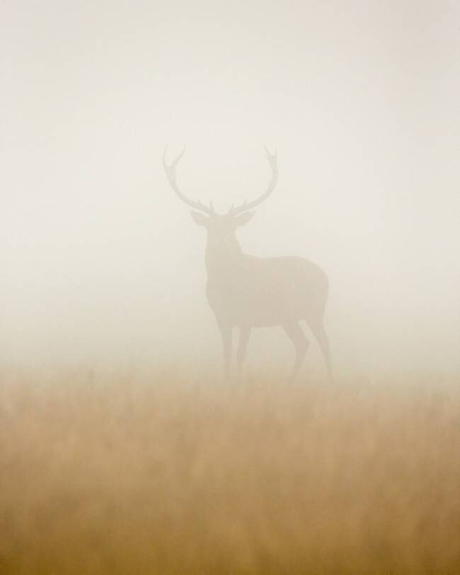 Cerf fantôme Stuart Harling