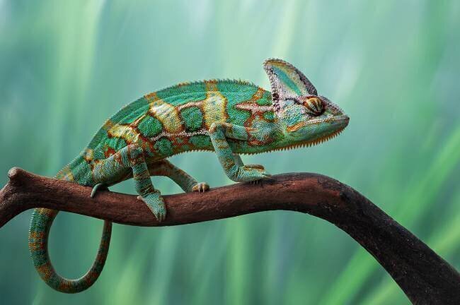 Chameleon Edy Pamungkas