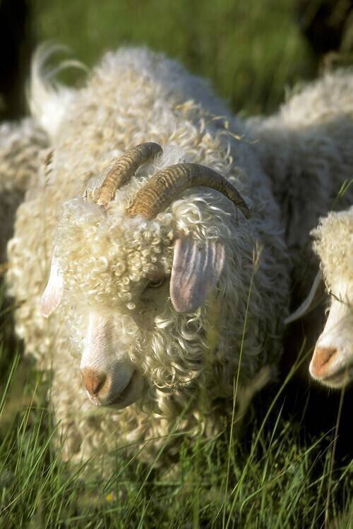 Chèvre angora au champ Claudius Thiriet