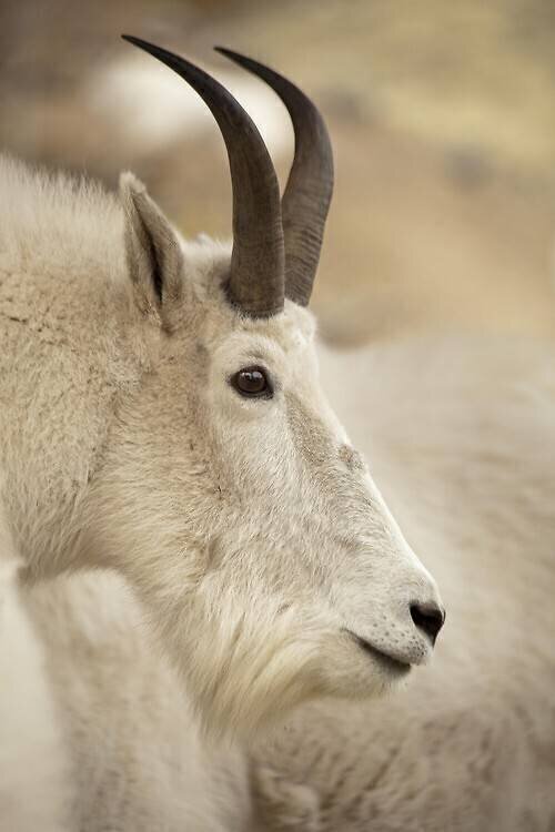 Chèvre de montagnes, Oreamnos americanus Y.W.P