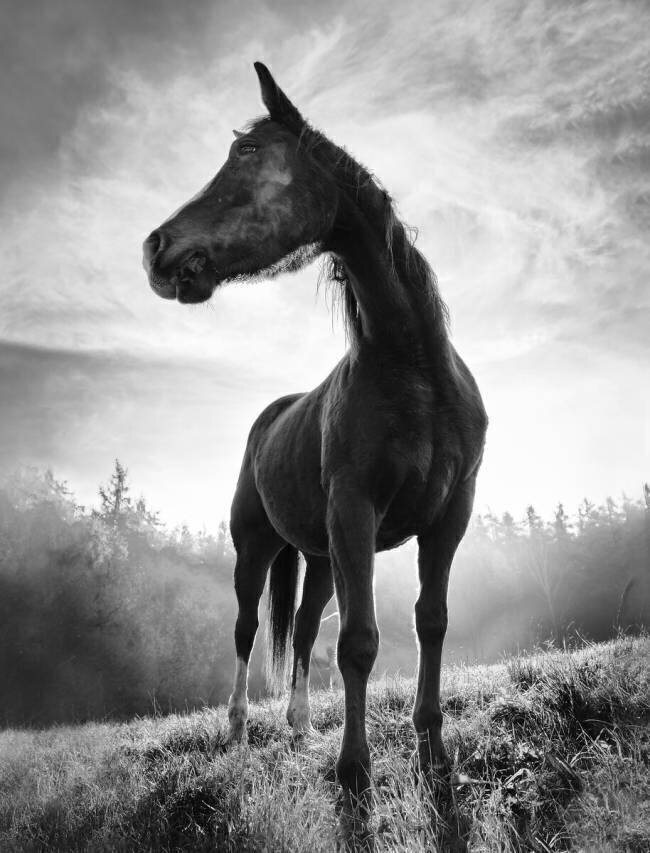 Cheval de rétro-éclairage Alessandro Accordini
