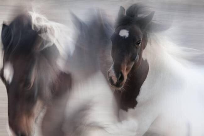 Cheval en fuite Martine Benezech