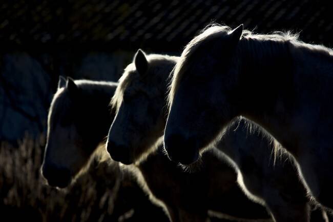 Chevaux Michel Romaggi