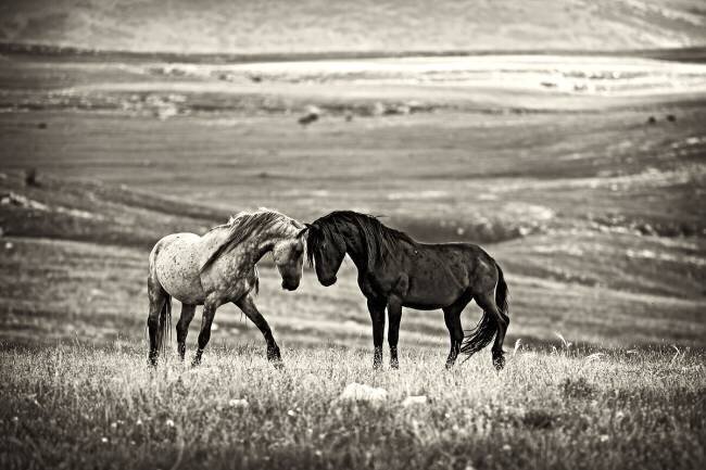 Close encounter Vedran Vidak