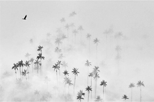 Cocora Valley Alexey Malashin