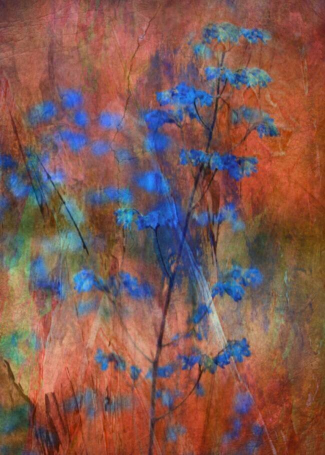 Colors Dance on Flowers Delphine Devos