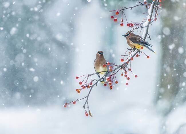 Couleurs d'hiver Hong Chen
