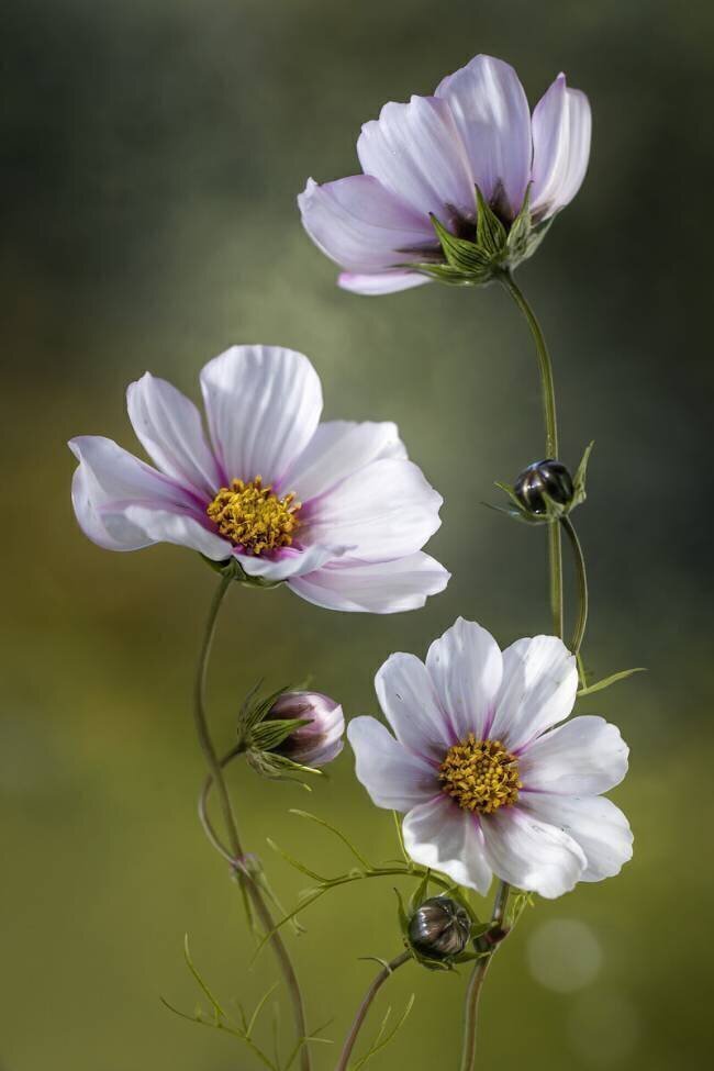 *Cosmos Mandy Disher