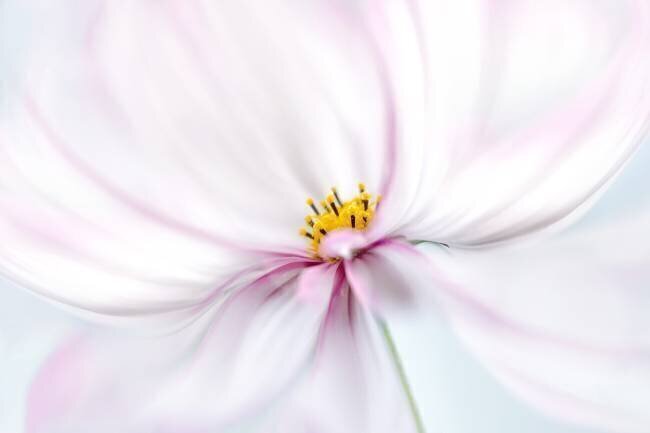 Cosmos Mandy Disher