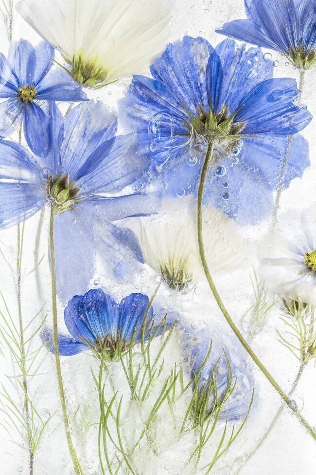 Cosmos blue Mandy Disher
