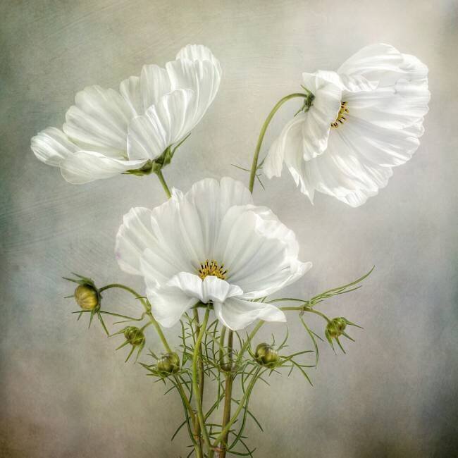 Cosmos Charm Mandy Disher