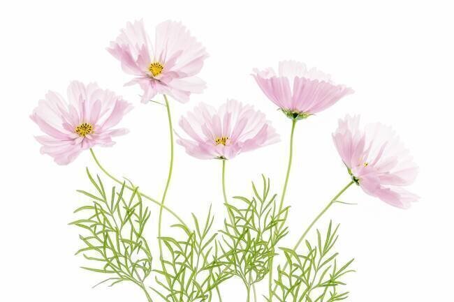 Cosmos Cupcake Mandy Disher