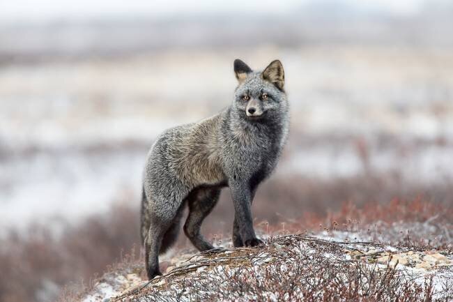 Cross Fox Alessandro Catta