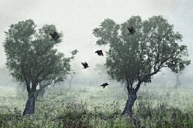 Crows in the mist S. Amer