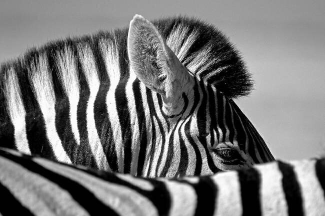 Curious Zebra Marc Pelissier