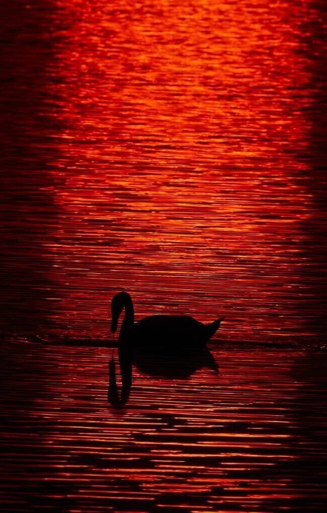 Cygne tuberculé (Cygnus olor) au coucher du soleil, Lettonie Markus Varesvuo