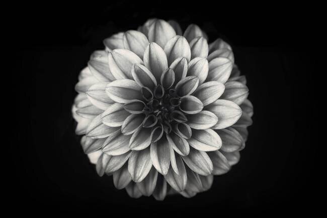 Dahlia Lotte Gronkjar