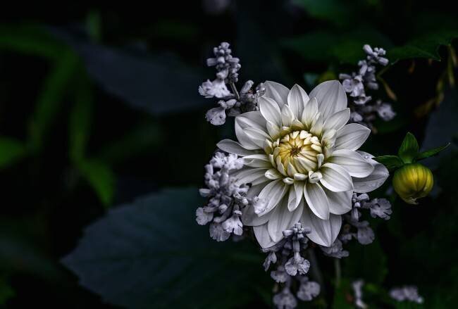 Dahlia flower Ronny Olsson