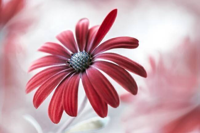 Daisy Mandy Disher