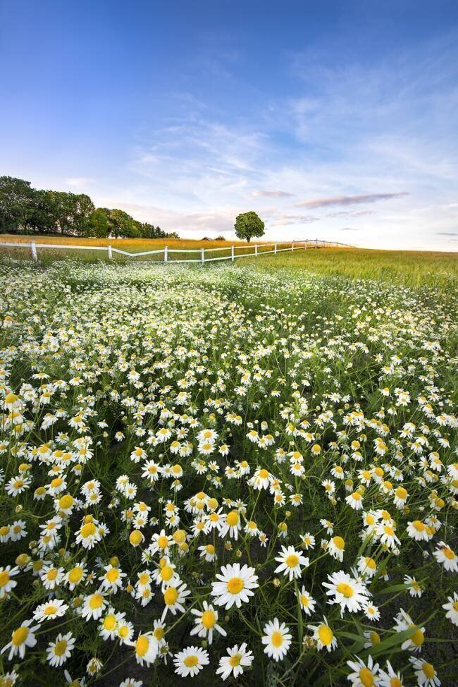 Daisyfield in Sweden Christian Lindsten