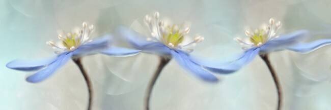 Dancing anemones Heidi Westum