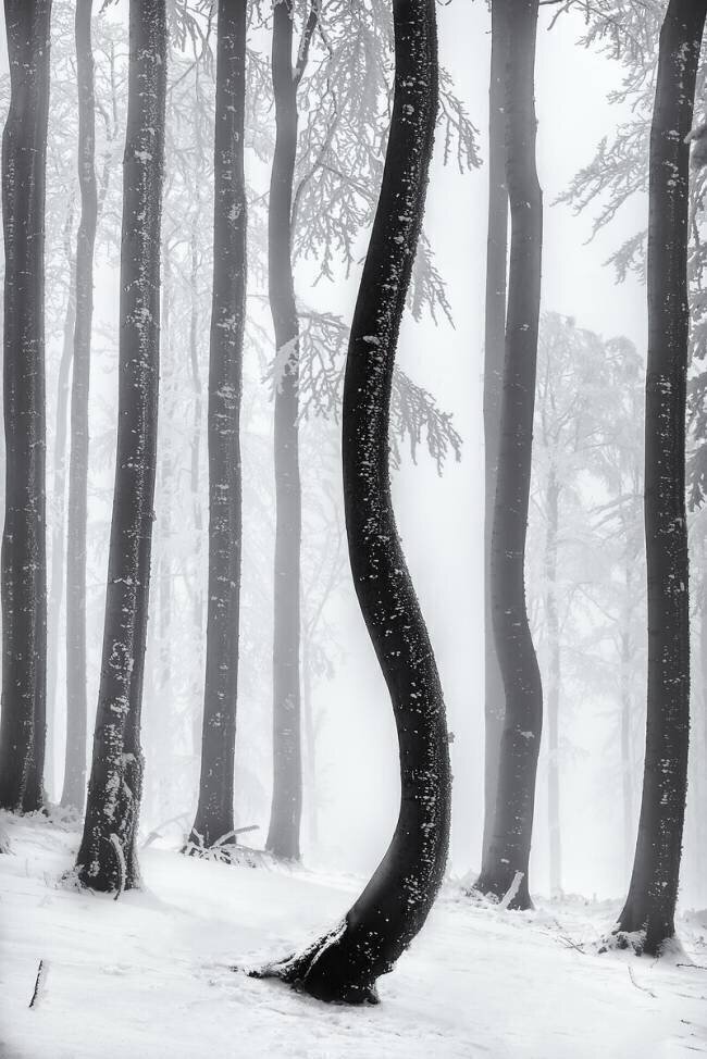 Dancing tree Tom Pavlasek