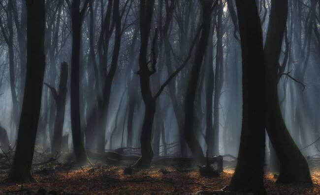 Dancing trees Jan Paul Kraaij