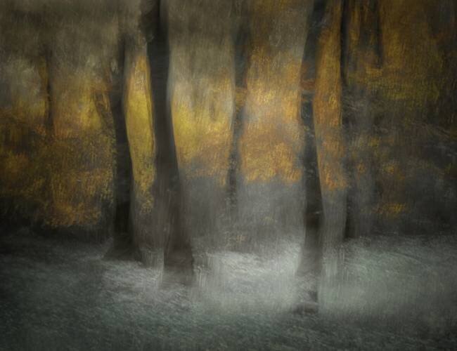 Dancing Trees Nel Talen