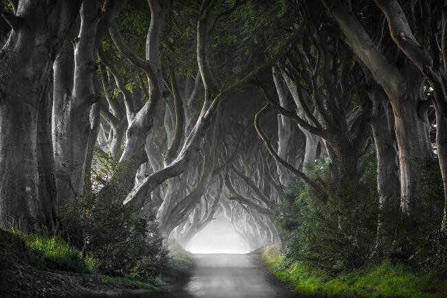 Dark Hedges Nicola Molteni