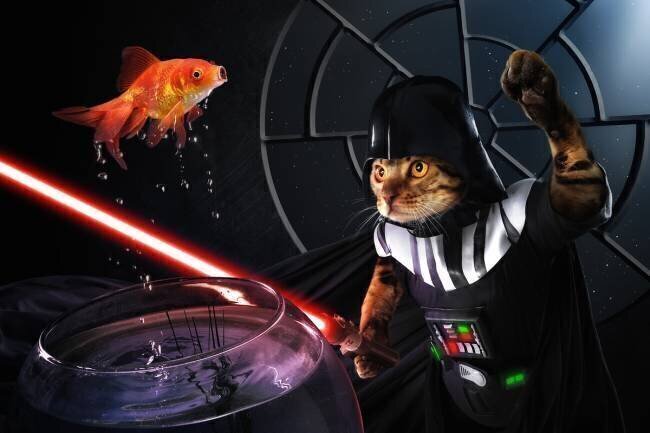 Darth Sushi Christophe Kiciak