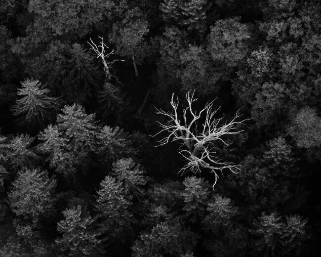 Dead trees Emil Licht