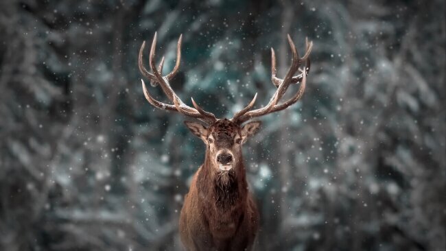 Deer King Kim Lee