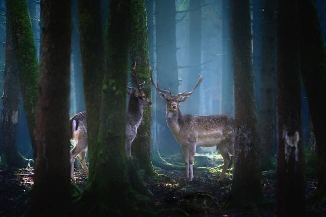 Deers Patrick Aurednik