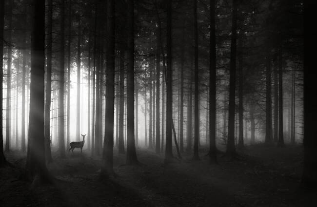 Deer's morning Christoph Hessel