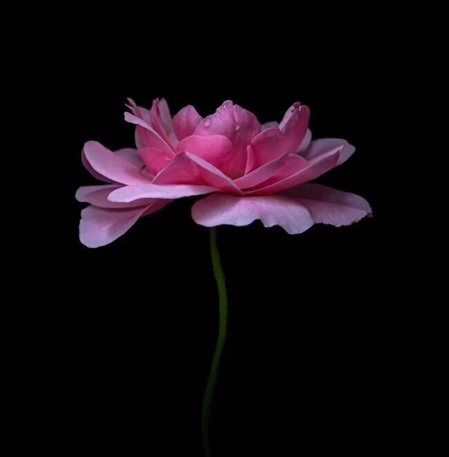 Delicate Susan Breau
