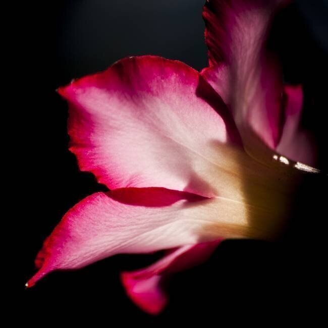 Desert Rose Aglow TJ Gillespie