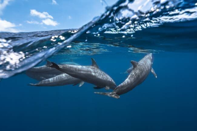 Dolphins Gabriel Barathieu