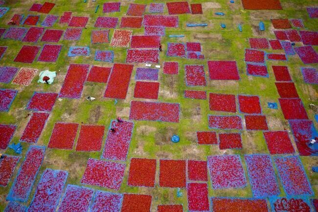 Drying chilies in the field Azim Khan Ronnie