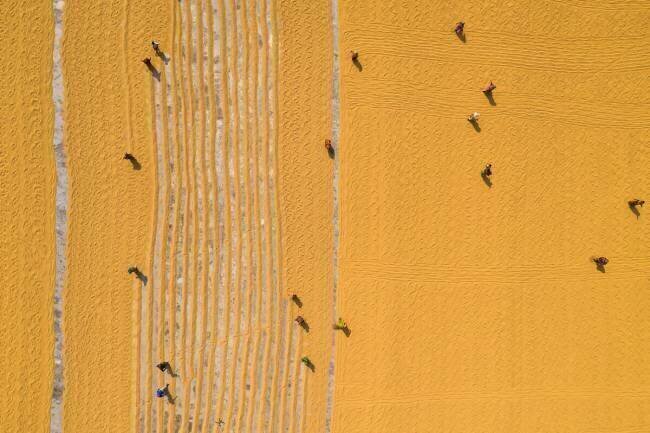 Drying rice under sunlight Azim Khan Ronnie