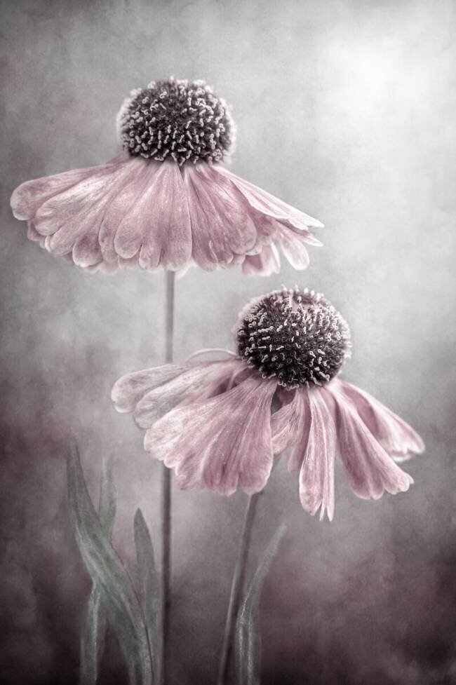 Duet Mandy Disher