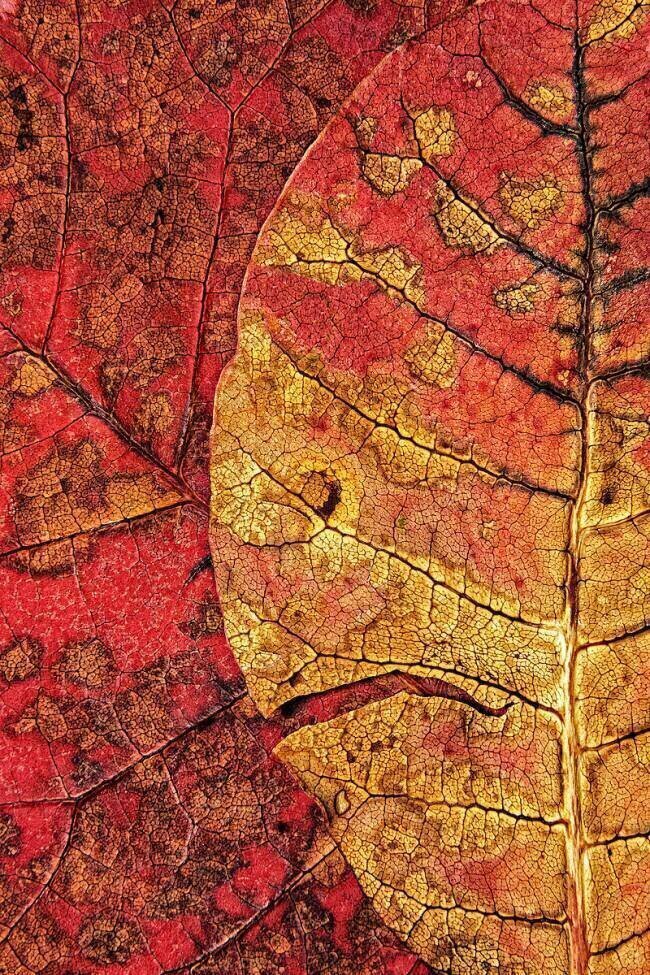Dying Leaf Aleš Klabus