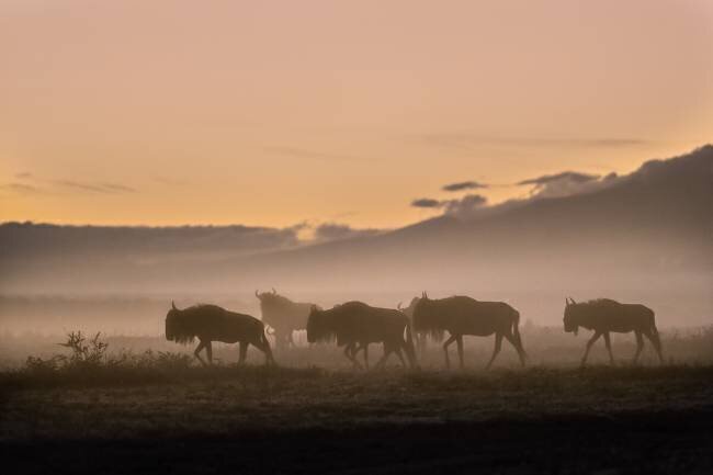 Early morning in Serengeti Fabrizio Moglia