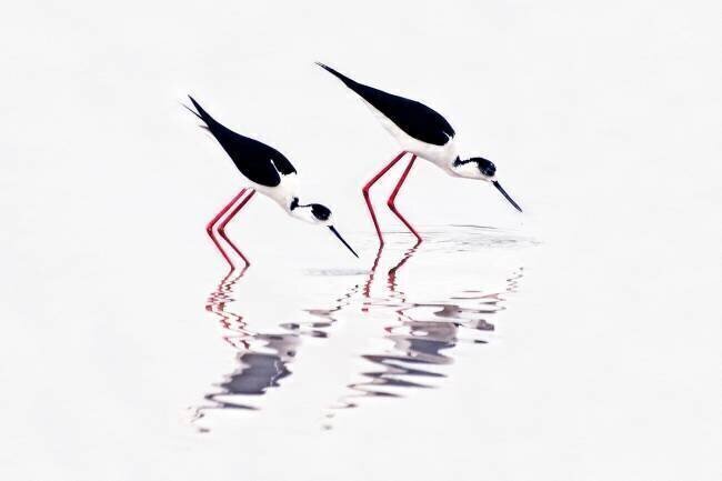 Echasse blanche - Grèce ; Black-winged Stilt (Himantopus himantopus), Skala Kallonis, Greece Misja Smiths