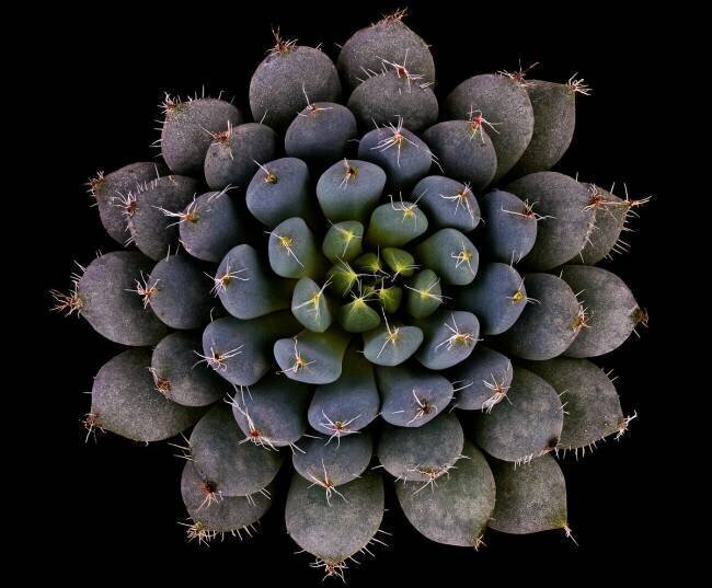 Echeveria setosa var. deminuta Victor Mozqueda