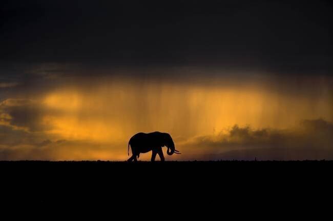 Elephant in a rain storm at sunset Xavier Ortega