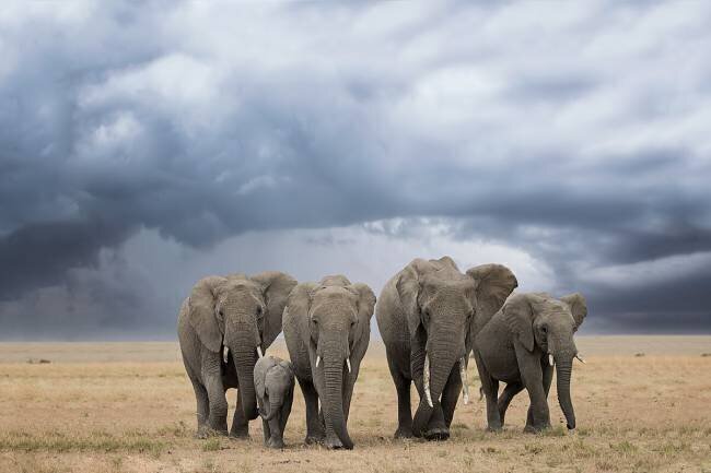 Elephant Walk Renee Doyle