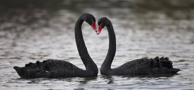 En amour C.S. Tjandra