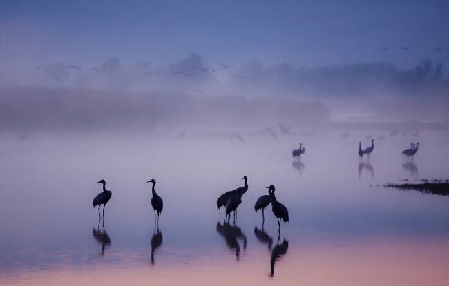 Enchanted Serenity Meizner