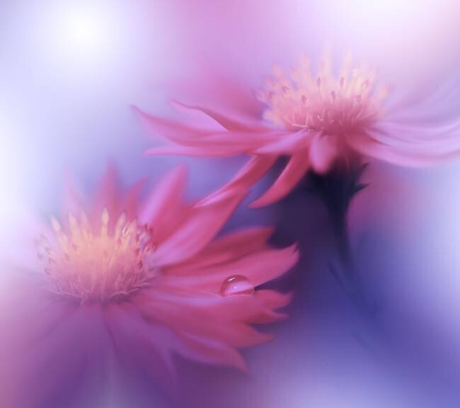 Endless Love Juliana Nan