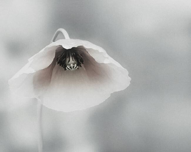 Ephemeral Beauty Piet Flour